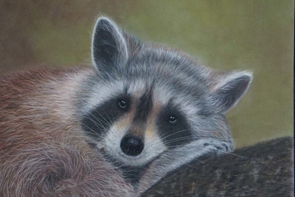 Raccoon by Wendy Parkinson