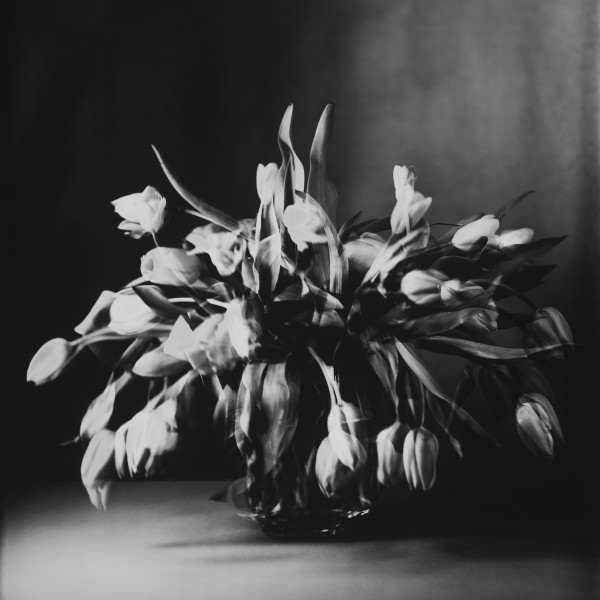 Tulpen IV by Susanna Kraus & Annegret Kohlmayer