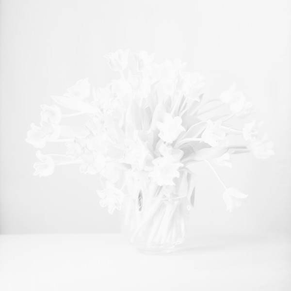 Tulpen I by Susanna Kraus & Annegret Kohlmayer