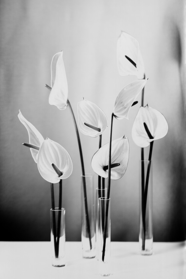 Anthurie by Susanna Kraus & Annegret Kohlmayer