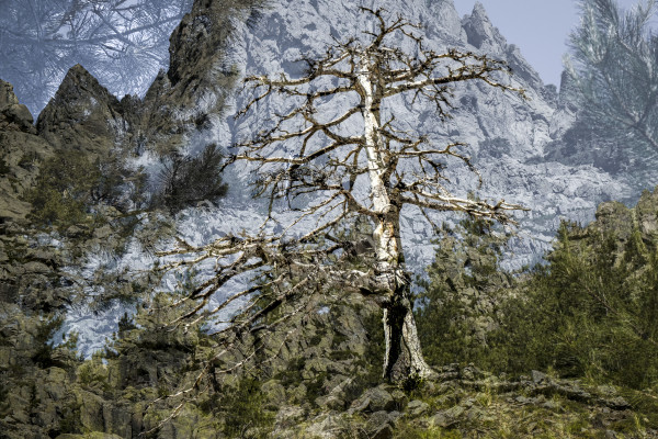 Kabbalah - Tree of Life by Halina Hildebrand