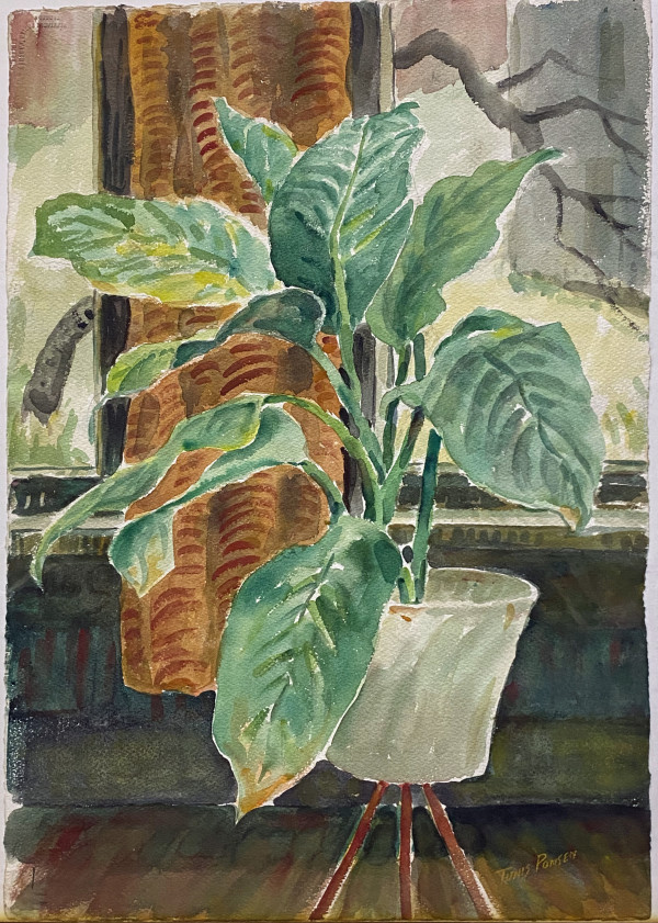 Potted Dumb Cane Plant by Window by Tunis Ponsen