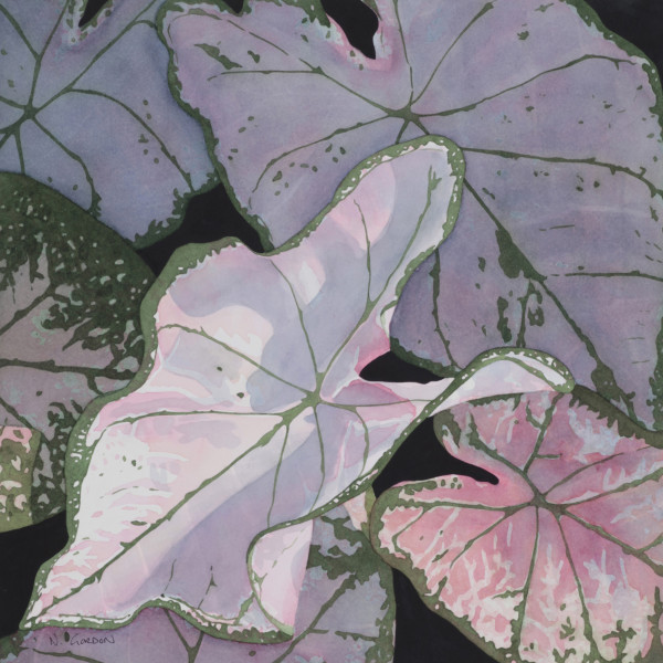 Sun Dappled Caladium by Nanc Gordon