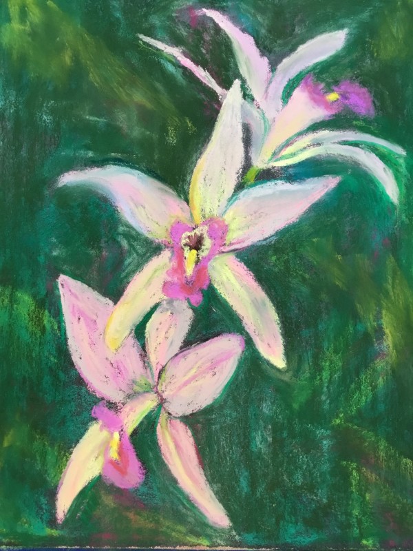 Orchids by pamela callen