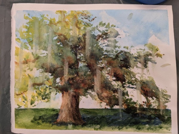 Live Oak by pamela callen