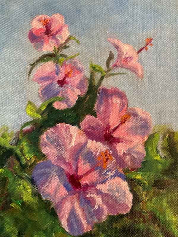 Pink Hybiscus by pamela callen