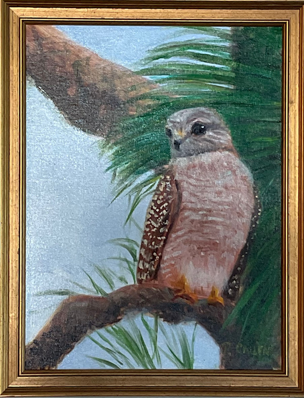 Red-Shouldered Hawk by pamela callen