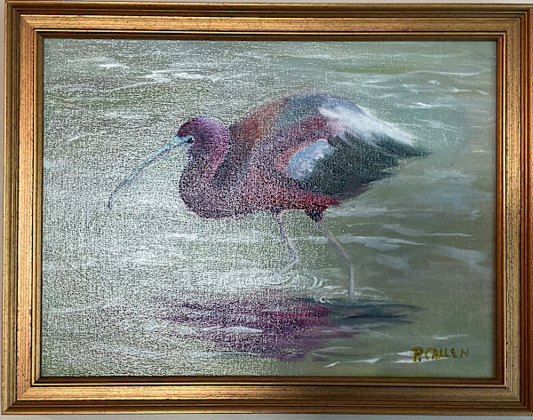 Glossy Ibis by pamela callen