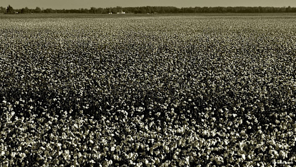 Cotton Behind Rivervale, Arkansas, Harvest 2011 by Norwood Creech