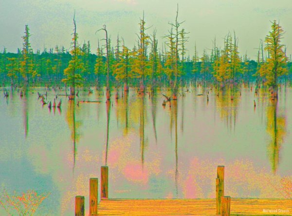 Cypress at Mallard Lake # 25, Big Lake National Wildlife Park, Manila, Mississippi County, Arkansas
