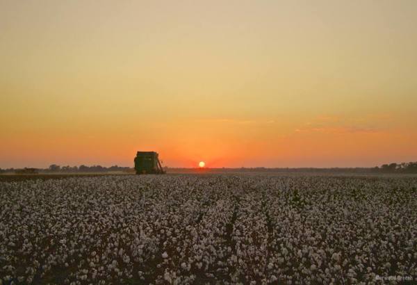 Picking Cotton at Sundown, Lepanto, Poinsett County, AR