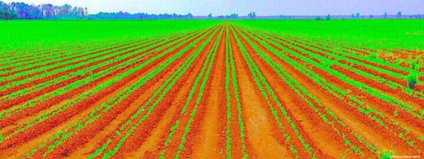 Red Field / Green Rows, Rivervale, Poinsett County, Arkansas