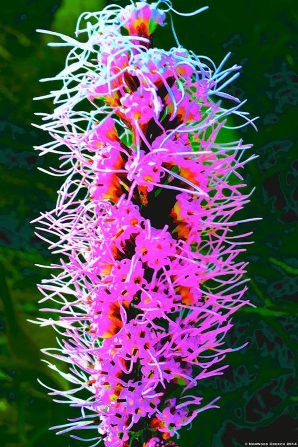 Liatris 7, Image 1.