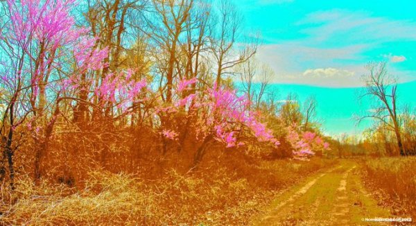 Tea Stained - Electric Redbuds, St Francis-Little River Floodway / Sunken Lands, Poinsett County, Arkansas, Spring 2012