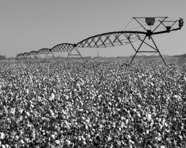 Pivot over Defoliated Cotton