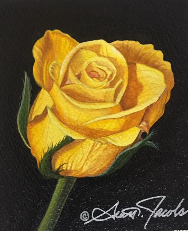 Yellow Rose by Scott Jacobs