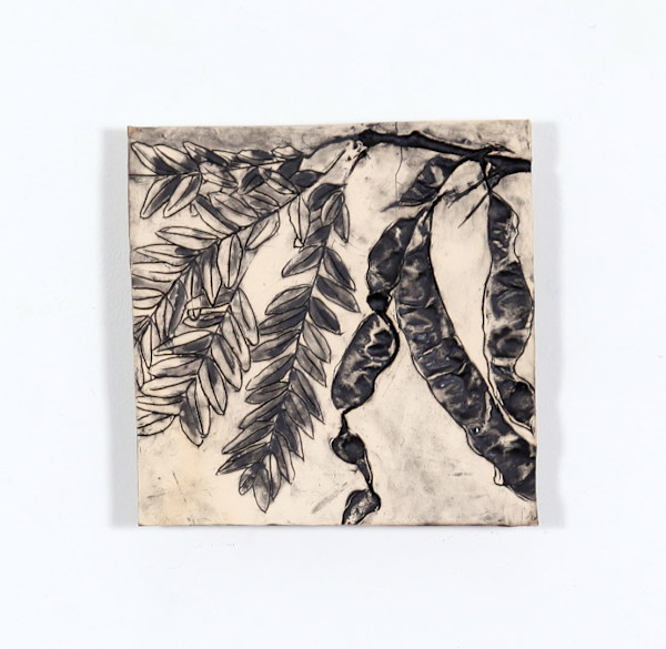 Honey Locust  Seed Pods, Trees as Tonic by Susan Stair