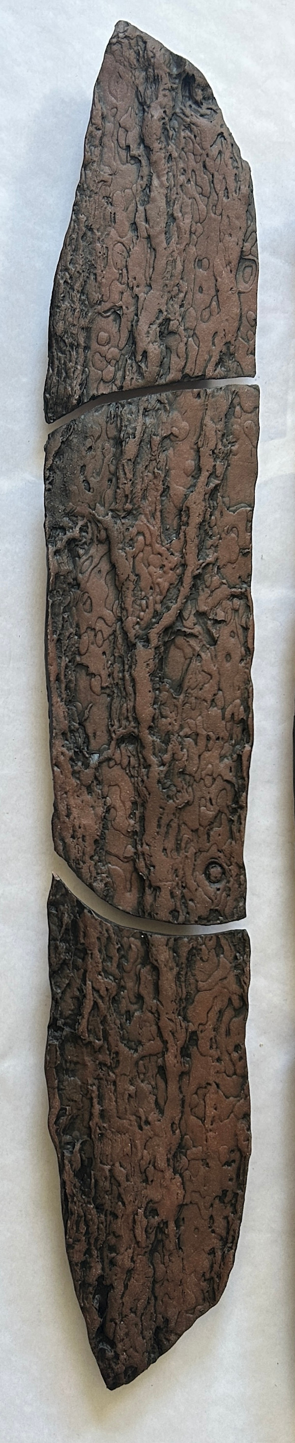 Old Scotch Pine by Susan Stair, Image 1.