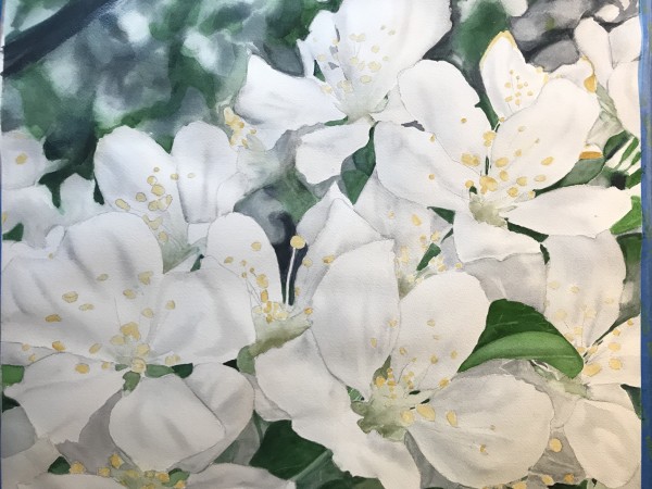 Crabapple Blossoms 1