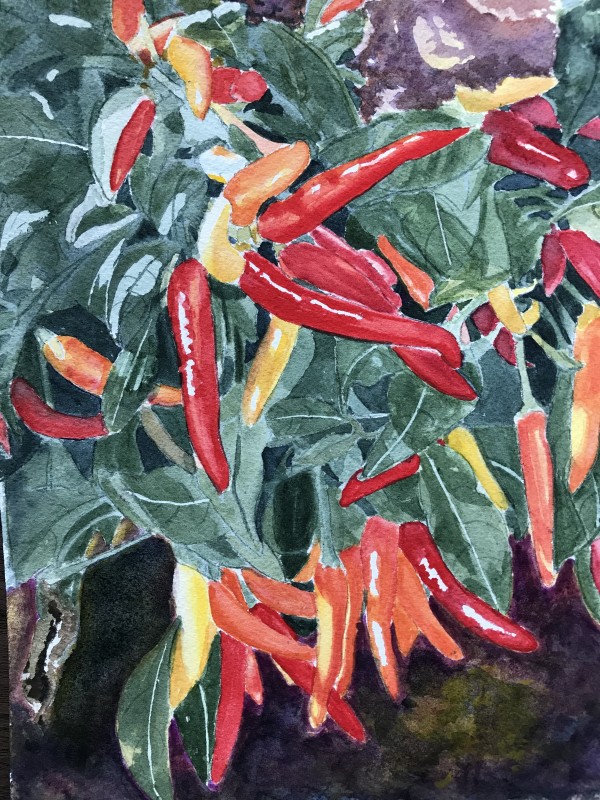 Hot Peppers in the Garden