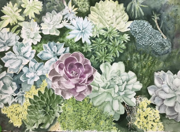 Succulents by Anita Matcha