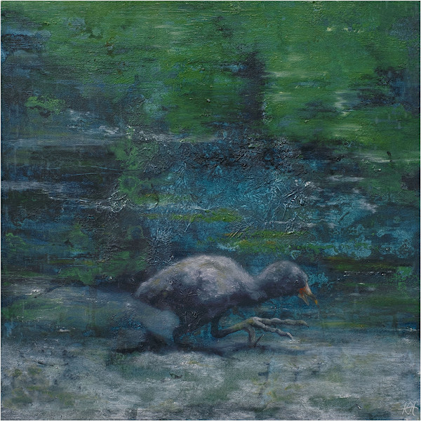 Baby Coot by Kirsten Hocking