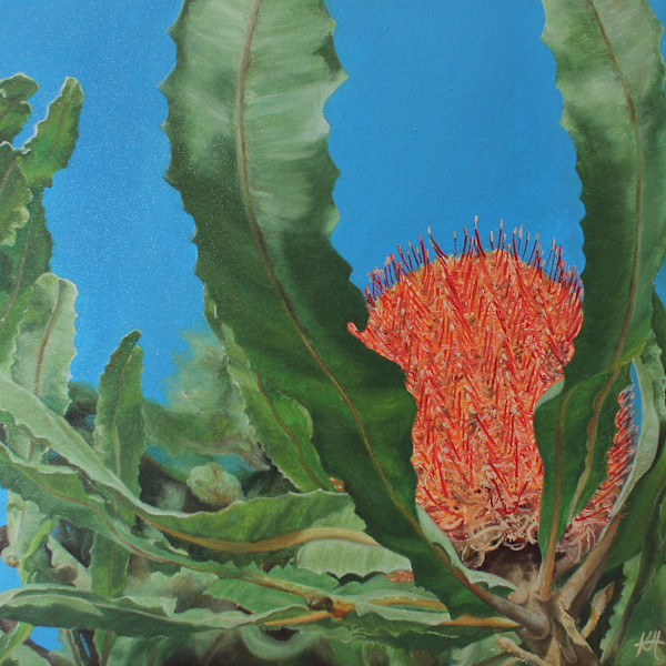 Banksia Blue Sky by Kirsten Hocking