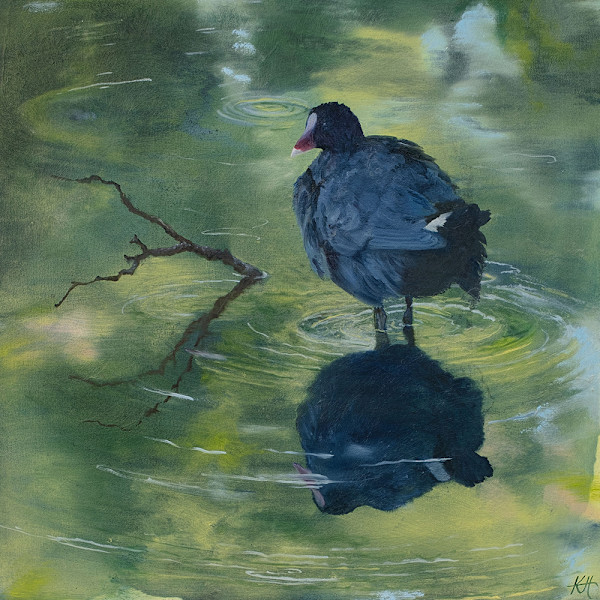 Coot Reflection by Kirsten Hocking