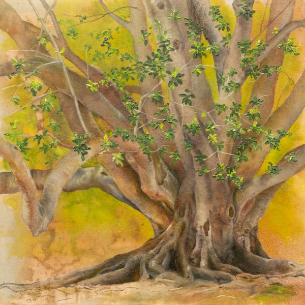 Moreton Bay Fig by Kirsten Hocking