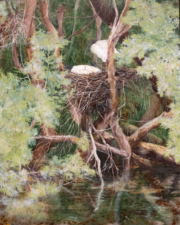 Nesting Wild Ibis by Kirsten Hocking