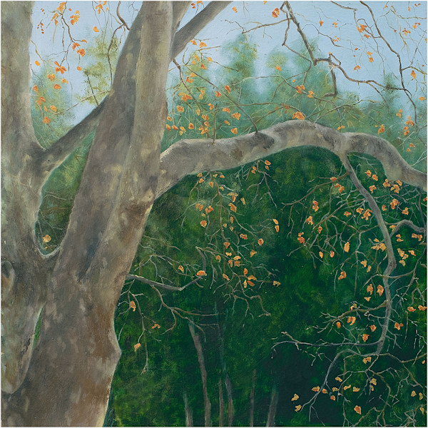 Winter Plane Tree by Kirsten Hocking