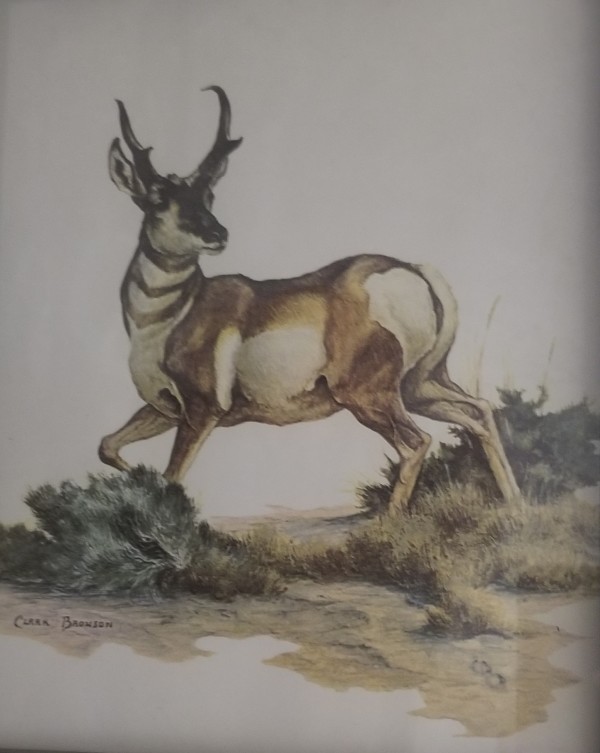 Print (Antelope) by Clark Bronson
