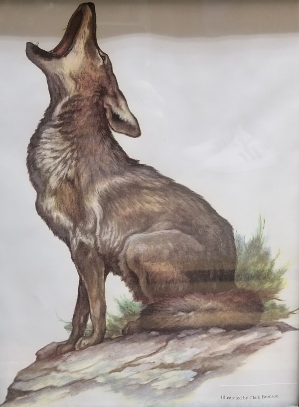 Print (Coyote) by Clark Bronson