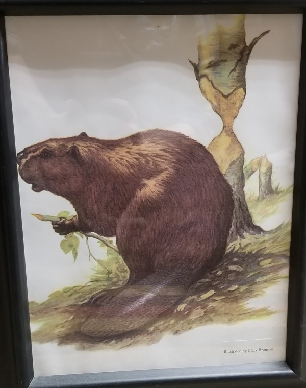 Print (Beaver) by Clark Bronson