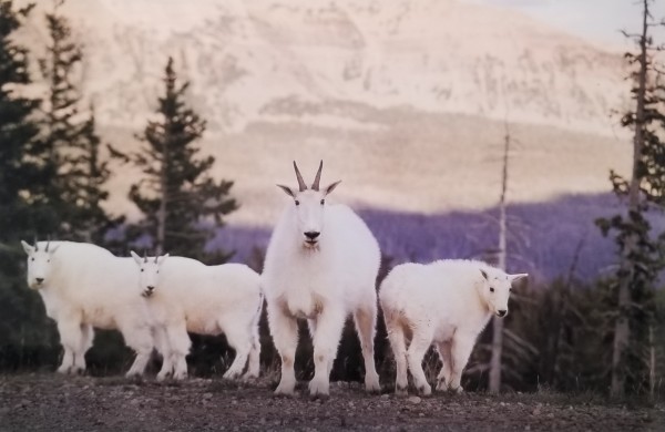 Uinta Mountain Goats by Timothy Thimmes