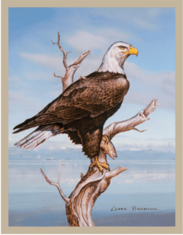 Bald Eagle in Tree #3, Blue Sky by Clark Bronson