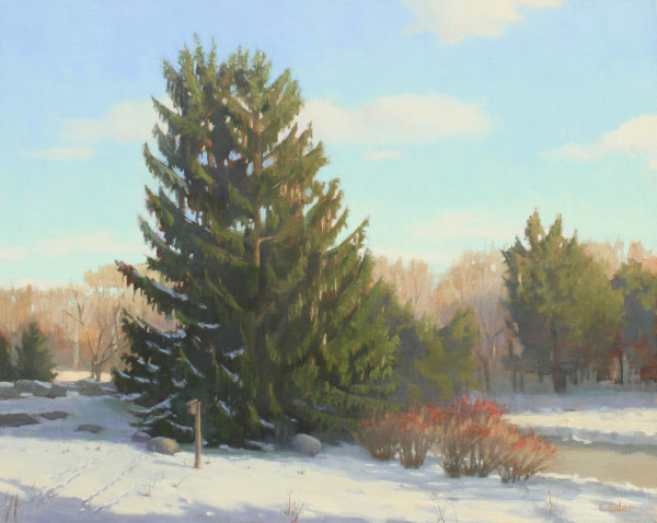 Majestic Spruce by Eileen Eder