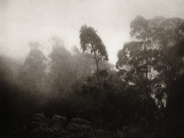 Eucalyptus in the Fog by Unai San Martin