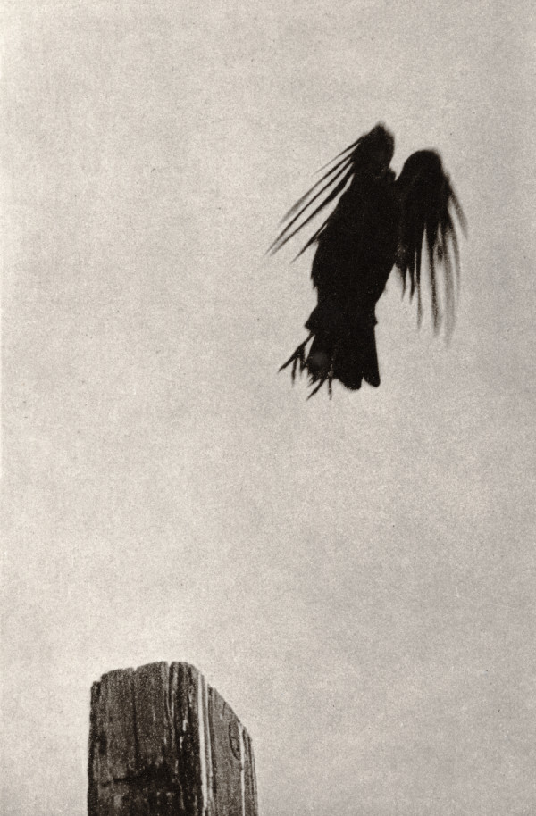 The Raven by Unai San Martin