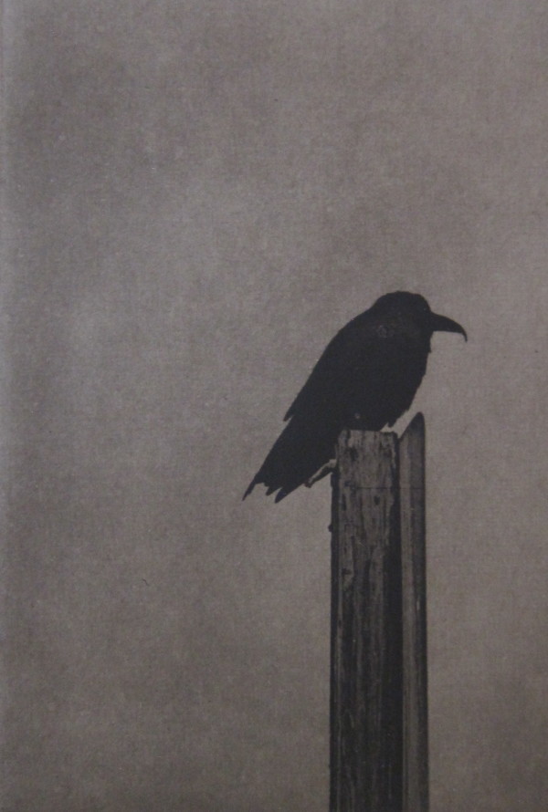 Still life with Raven by Unai San Martin