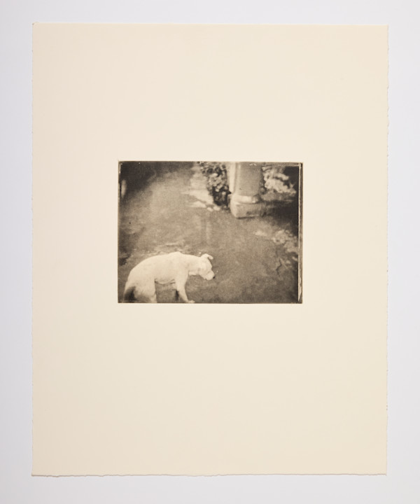 Teresa Lopez, My dog crossing the patio by Wendy Ewald