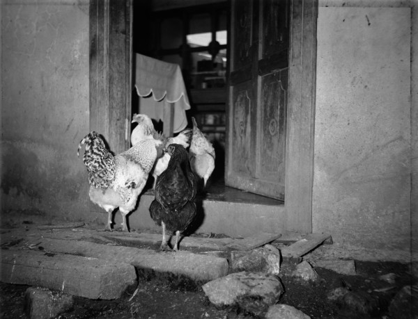 Vladimir Stálin Becerril Vargas, The hens going into the kitchen by Wendy Ewald
