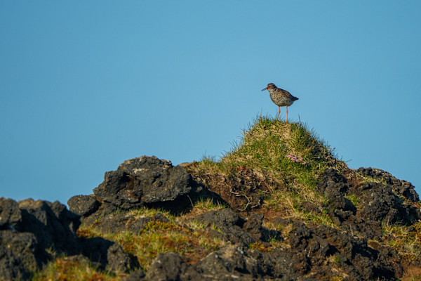 Upon Its Mighty Grass Throne by Bean Fischer