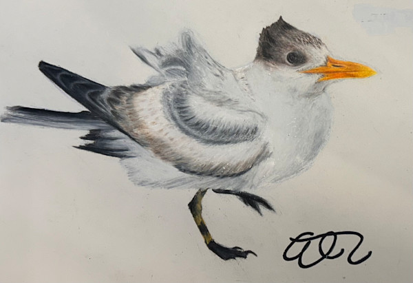 Royal Tern by Ashley Taylor