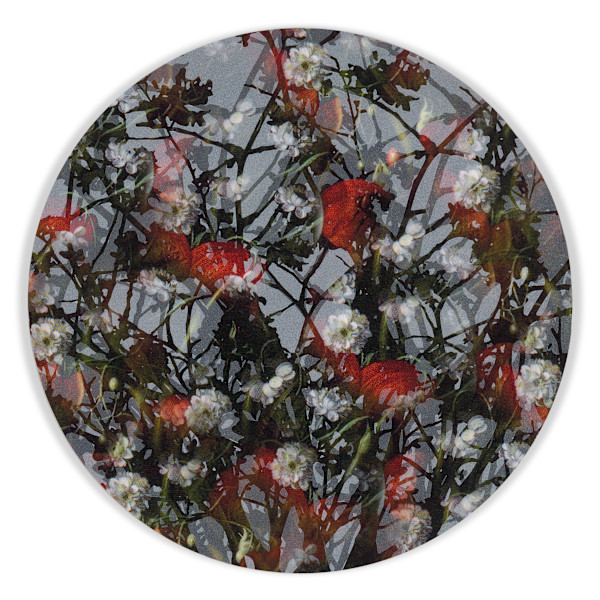 Kaleidoscopic Floral Study 19 by J Myszka Lewis