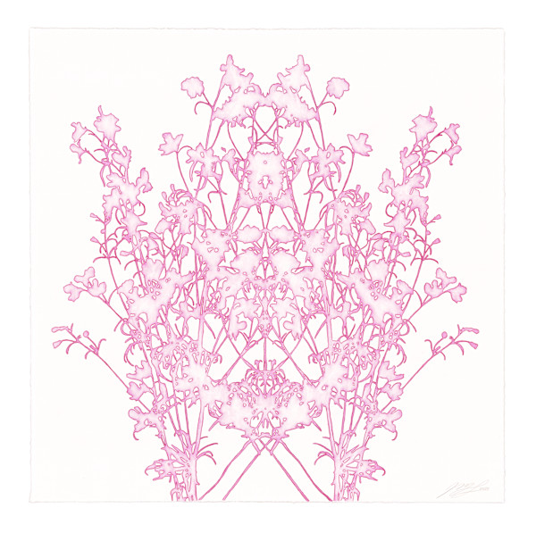 Lace study 5 (larkspur) by J Myszka Lewis