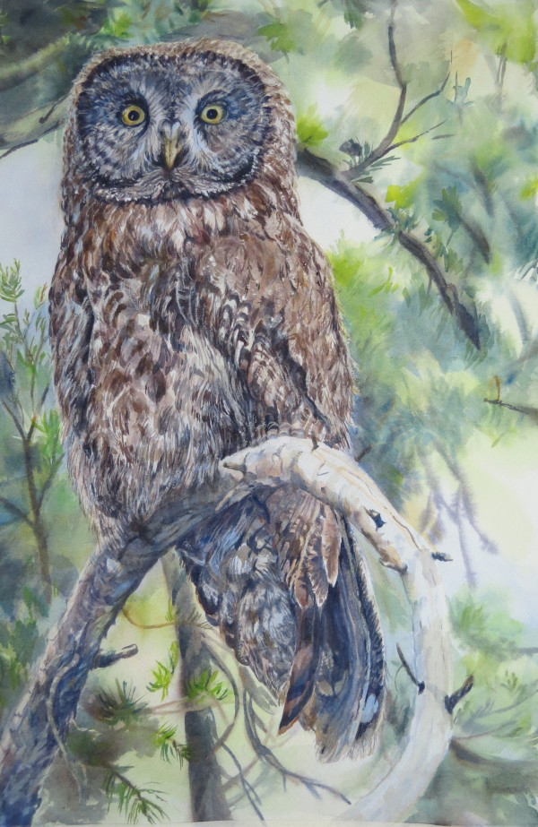 Great Gray Owl by Karyn deKramer