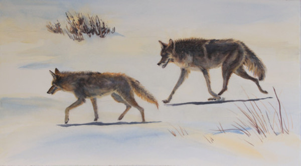 Courting Coyotes by Karyn deKramer