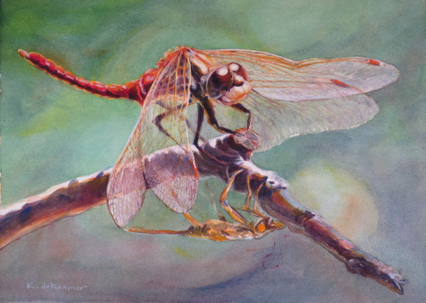 Metamorphosis - Red Dragonfly by Karyn deKramer