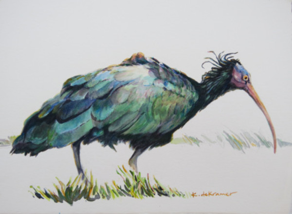 Bald Ibis II - Northern Bald Ibis by Karyn deKramer